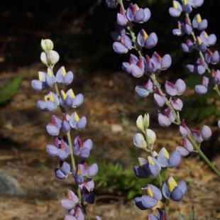 Lupinus albifrons